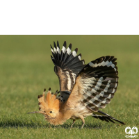 گونه هدهد Eurasian Hoopoe